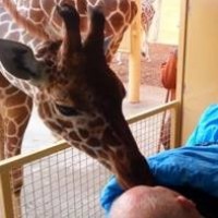 Een kus van een giraffe - verlamde Marco